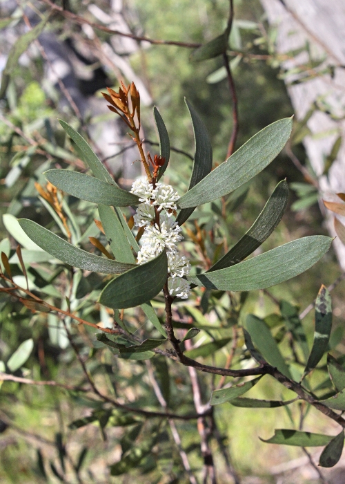 New South Wales Plants Proteaceae